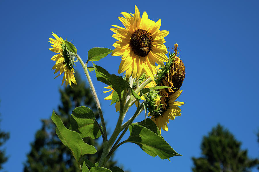 Sunflower Bouquet Photograph by Tom Cochran