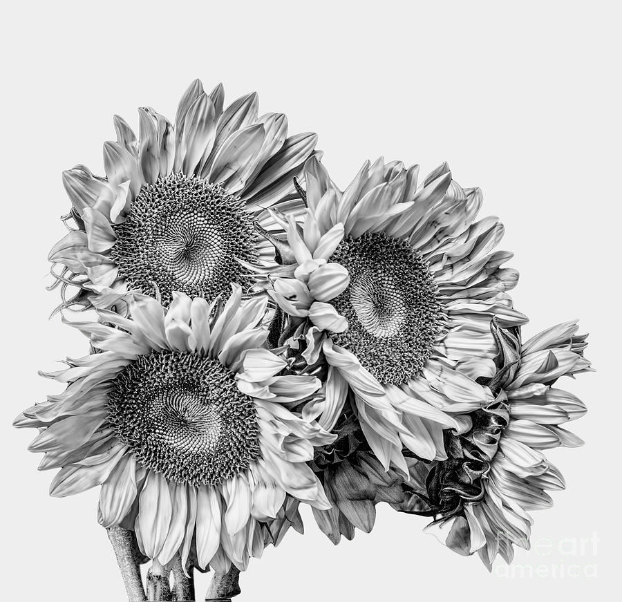 Sunflower Bouquet BW Photograph by Shirley Mangini