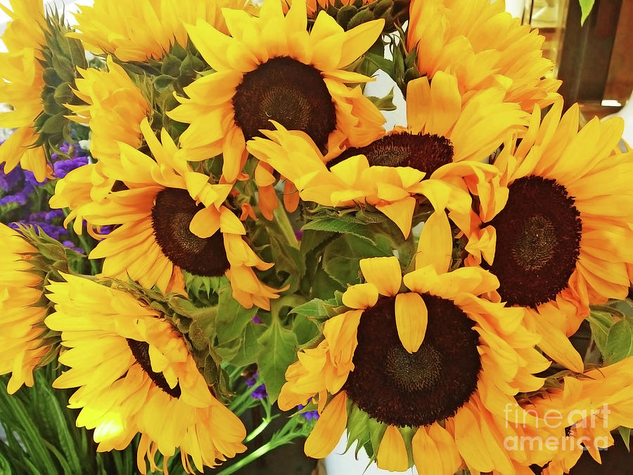 Sunflower Bouquet Photograph by Jasna Dragun
