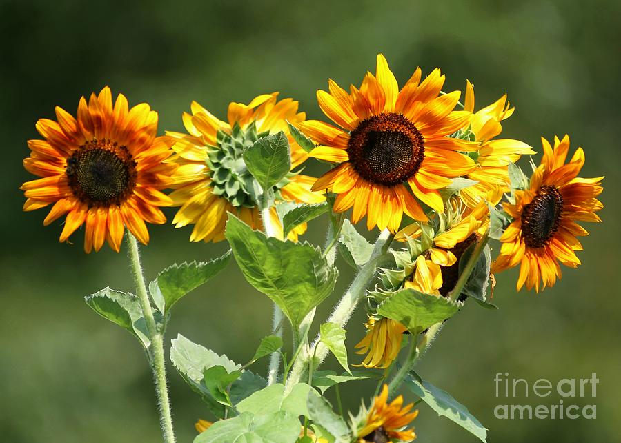 Sunflower Bouquet Photograph by Sabrina L Ryan