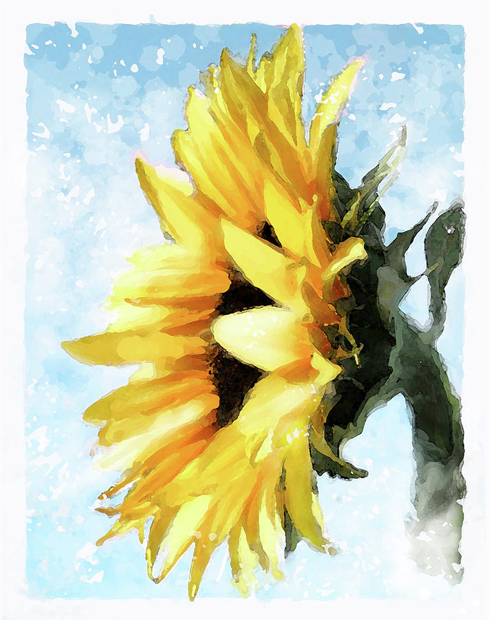 Sunflower Digital Art by Brenda Leedy
