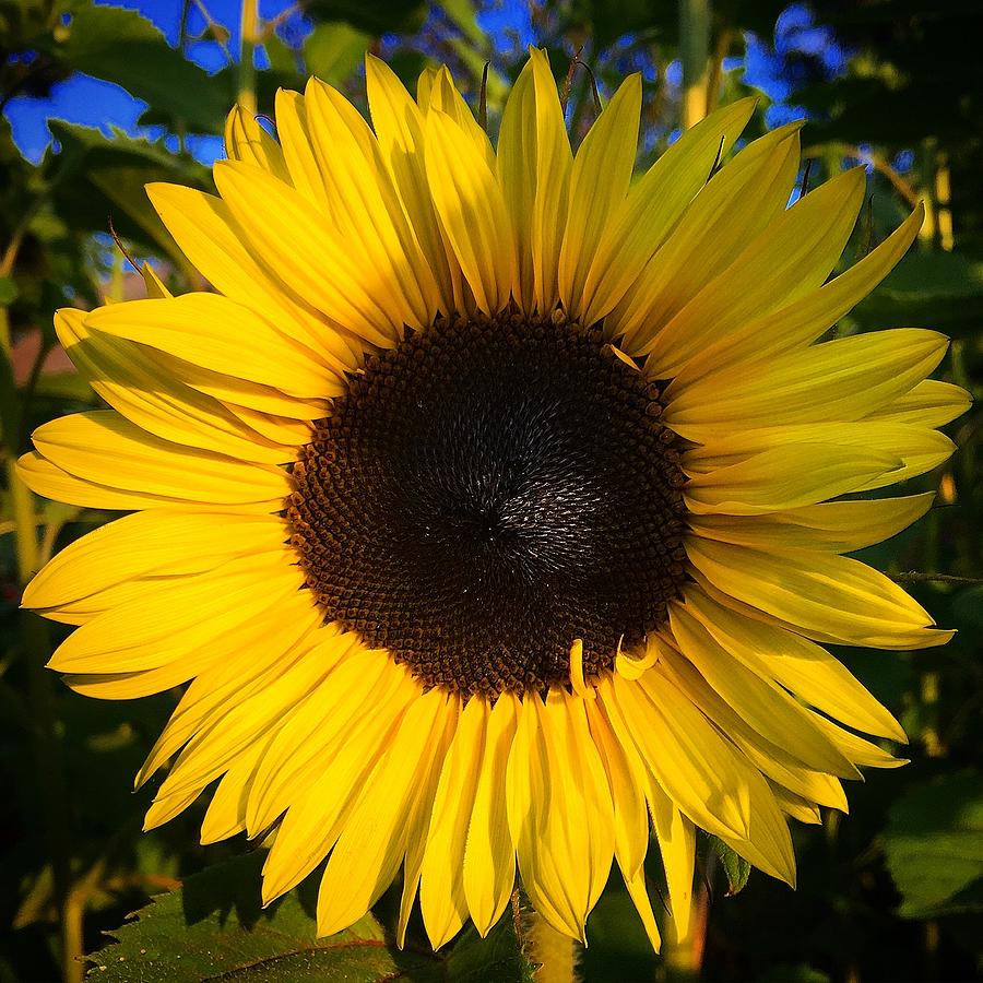 Sunflower  Photograph by Brian Eberly