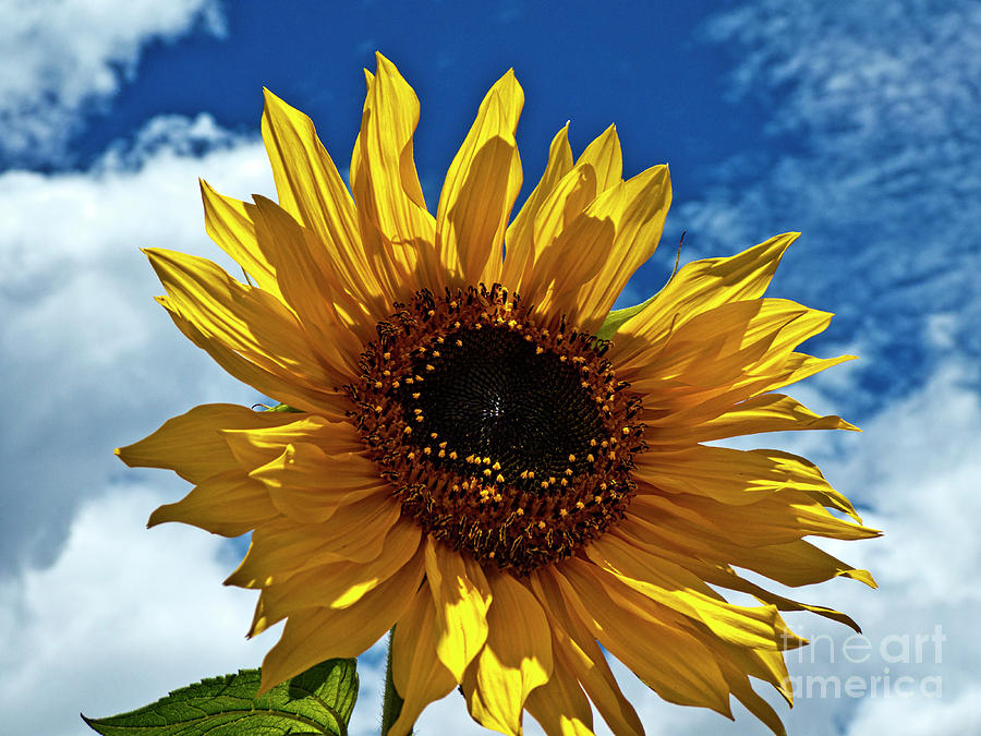 Sunflower Brilliance Photograph by Al Bourassa