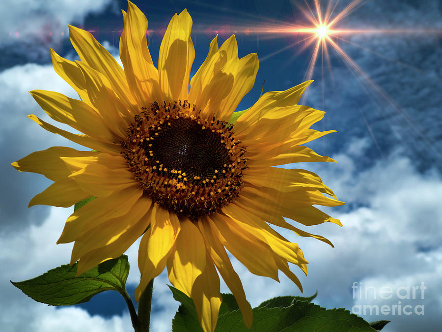 Sunflower Brilliance II Photograph by Al Bourassa