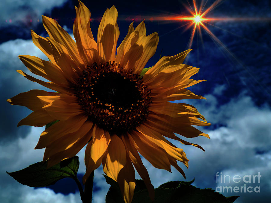 Sunflower Brilliance III Photograph by Al Bourassa