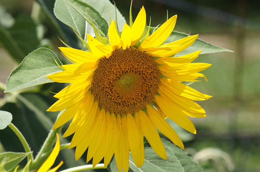 Sunflower BS Photograph by Lynda Dawson-Youngclaus