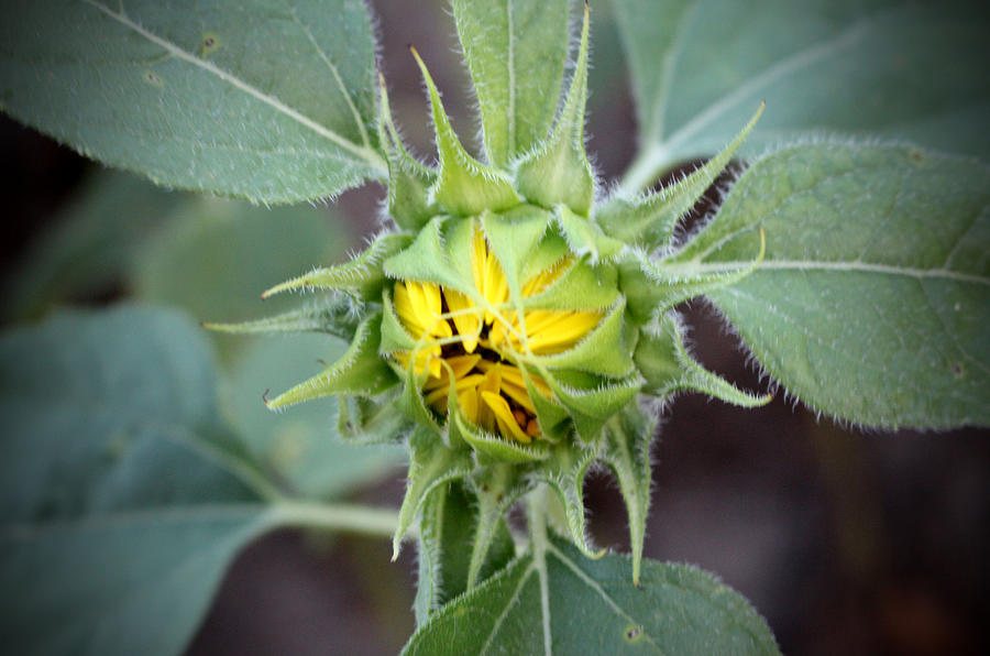 Sunflower Bud Photograph by Cynthia Guinn
