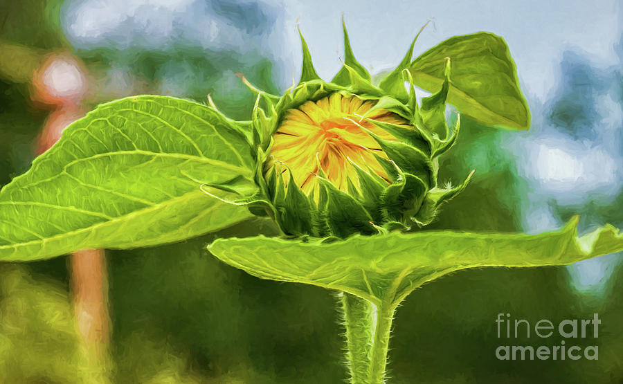 Sunflower Bud - Digital Art Photograph by Kathleen K Parker