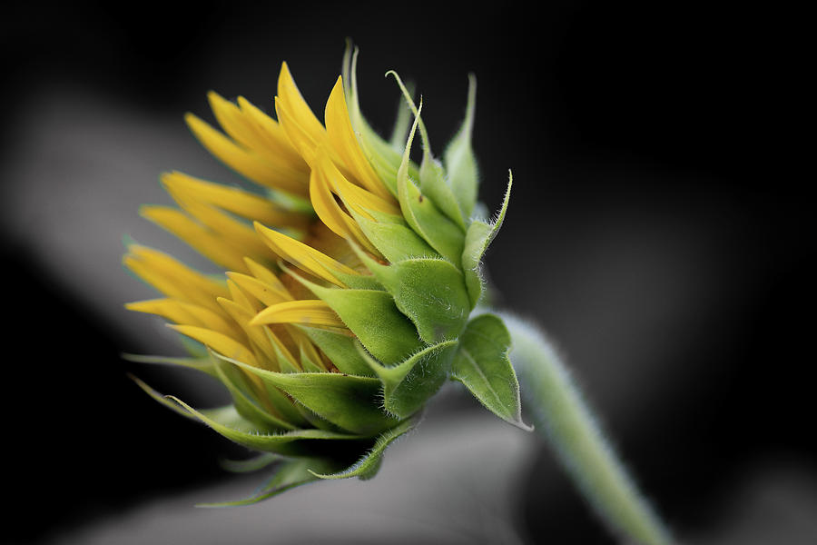 sunflower bud painting