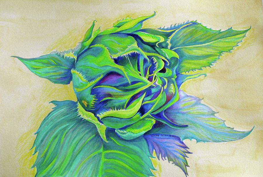 Sunflower Bud Drawing by Linda Williams
