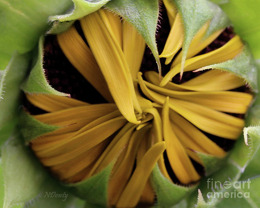 Sunflower Bud Photograph by Natalie Dowty