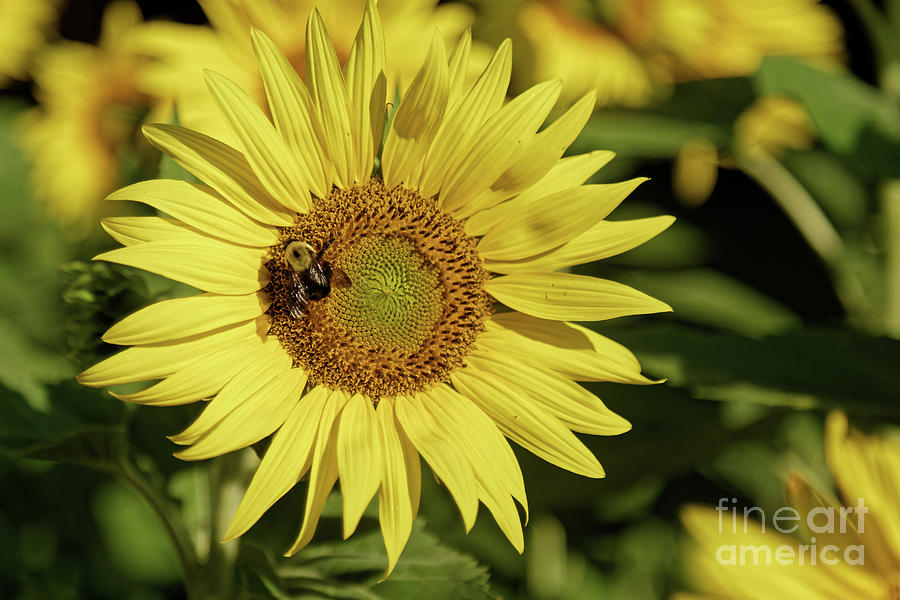 Sunflower Bumble Photograph by Natural Focal Point Photography
