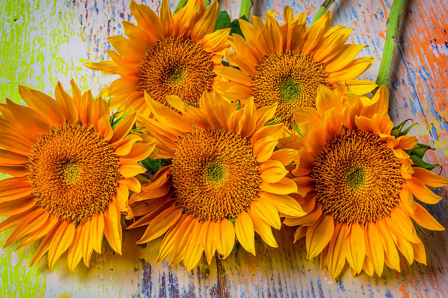 Sunflower Bunch Photograph by Garry Gay