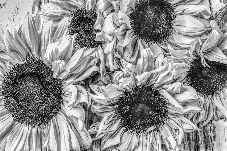 Black And White Photograph - Sunflower Bunch Line Art by Garry Gay
