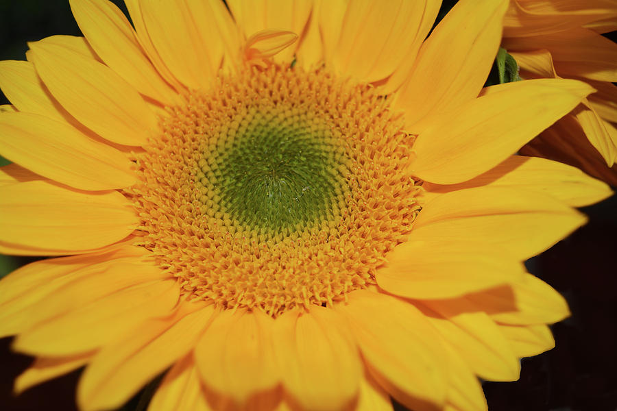 Sunflower Burst Photograph