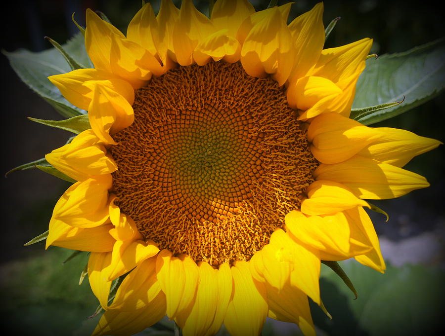 Sunflower Burst Photograph by Laurie Perry
