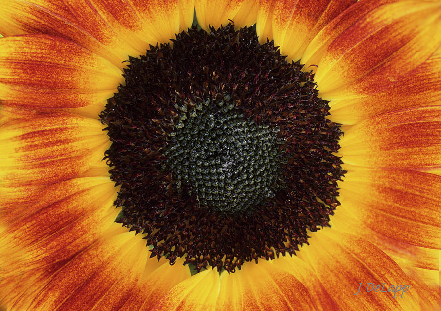 Sunflower Burst of Color Photograph by Janet DeLapp