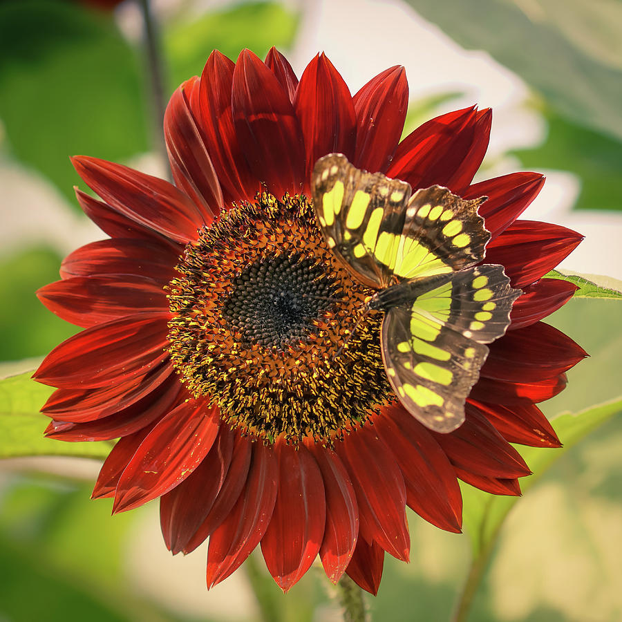Sunflower Butterfly Photograph by Rebekah Zivicki