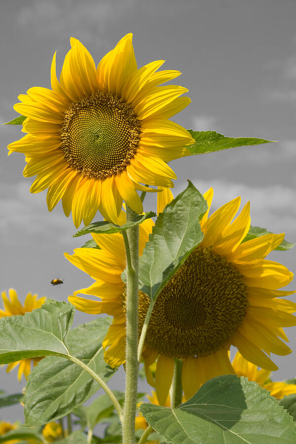 Sunflower Buzz Photograph by Dylan Punke