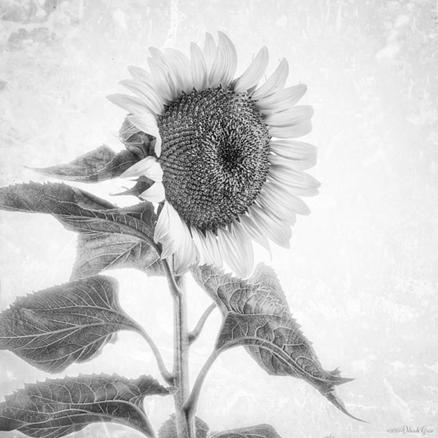 Summer Photograph - sunflower B&w -  Inkwell Ig Filter by Deborah Green