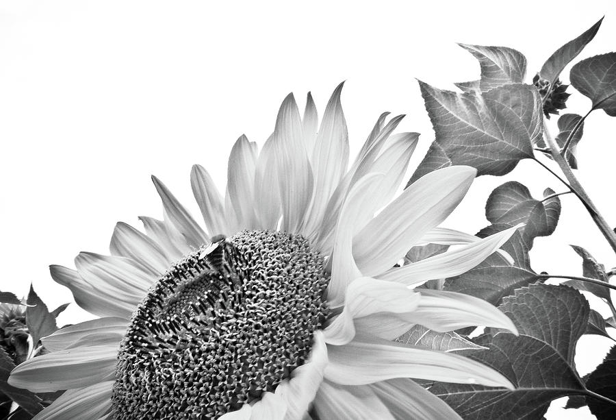 Sunflower Photograph - Sunflower BW by Cesar Vieira