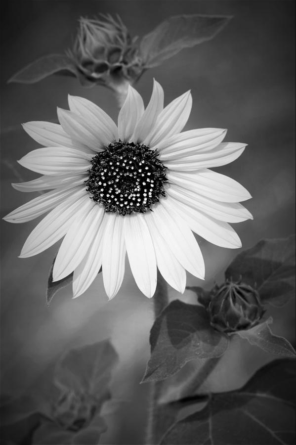 Sunflower BW Photograph by Dennis Nelson - Pixels