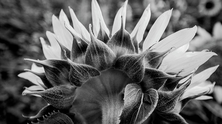 Sunflower - bw Photograph by Stephen Stookey