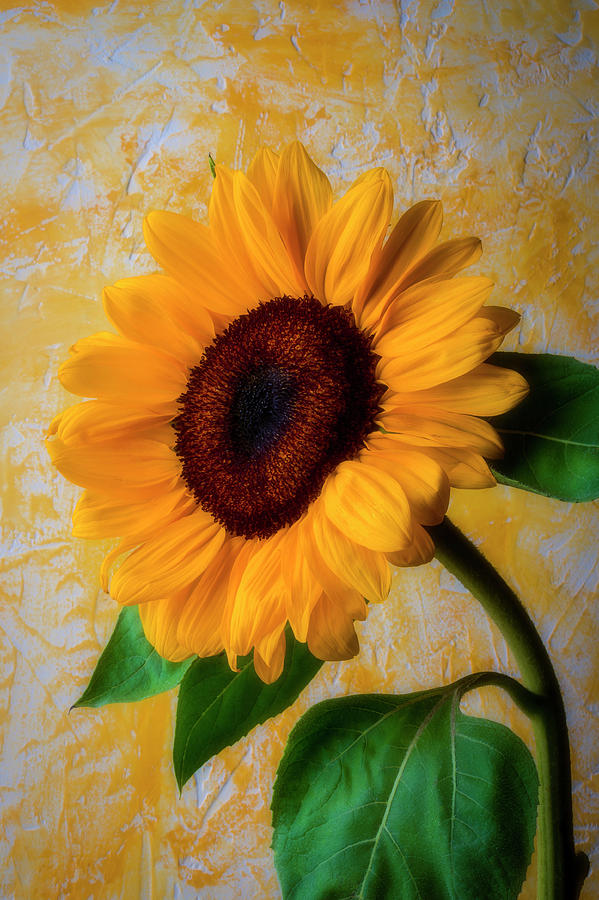 Sunflower By Adobe Wall Photograph by Garry Gay