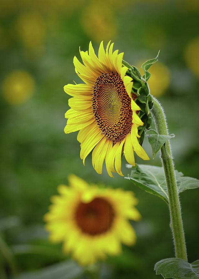 Sunflower Photograph by C  Renee Martin