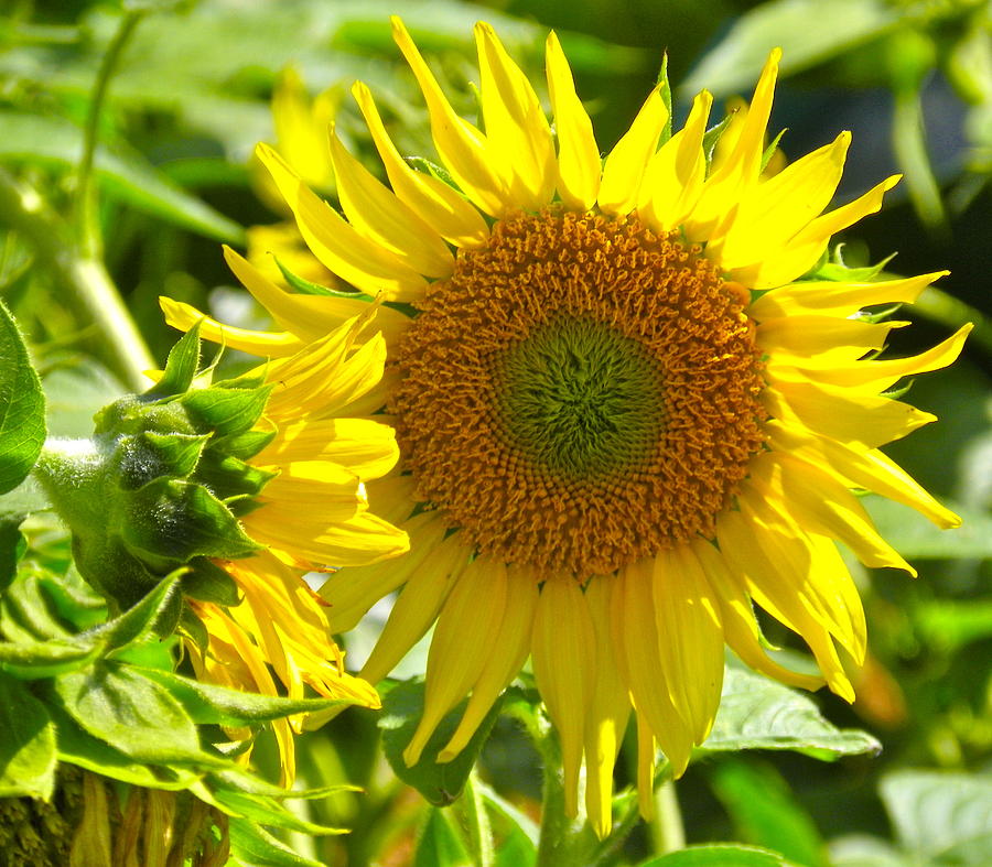 Sunflower Photograph by Caren Grant - Fine Art America