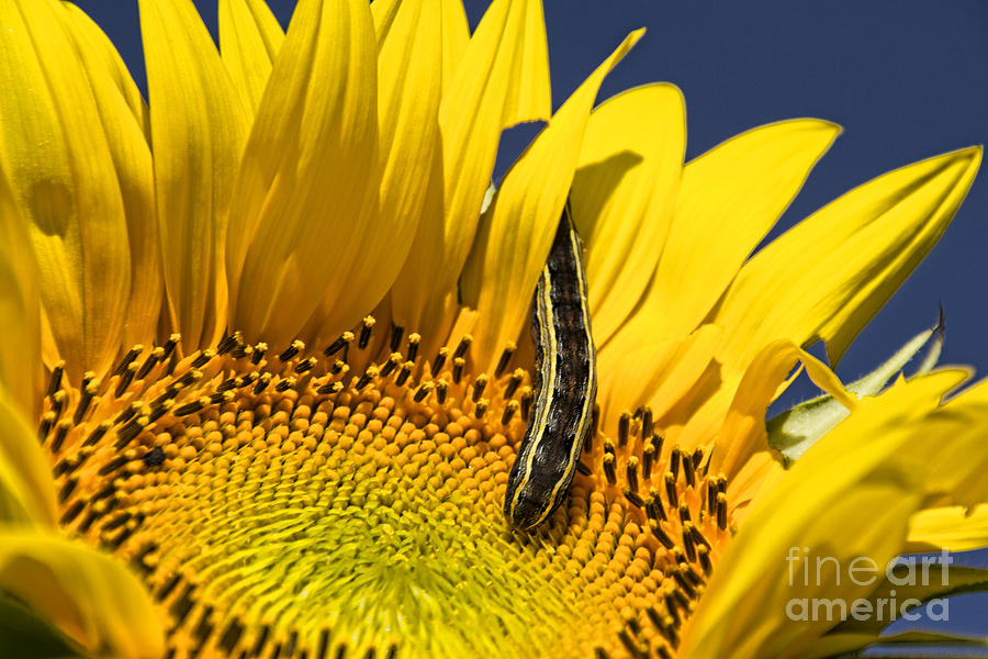 Sunflower Trespasser Photograph by Crystal Nederman