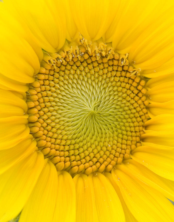 Sunflower Center Photograph by Elvira Butler