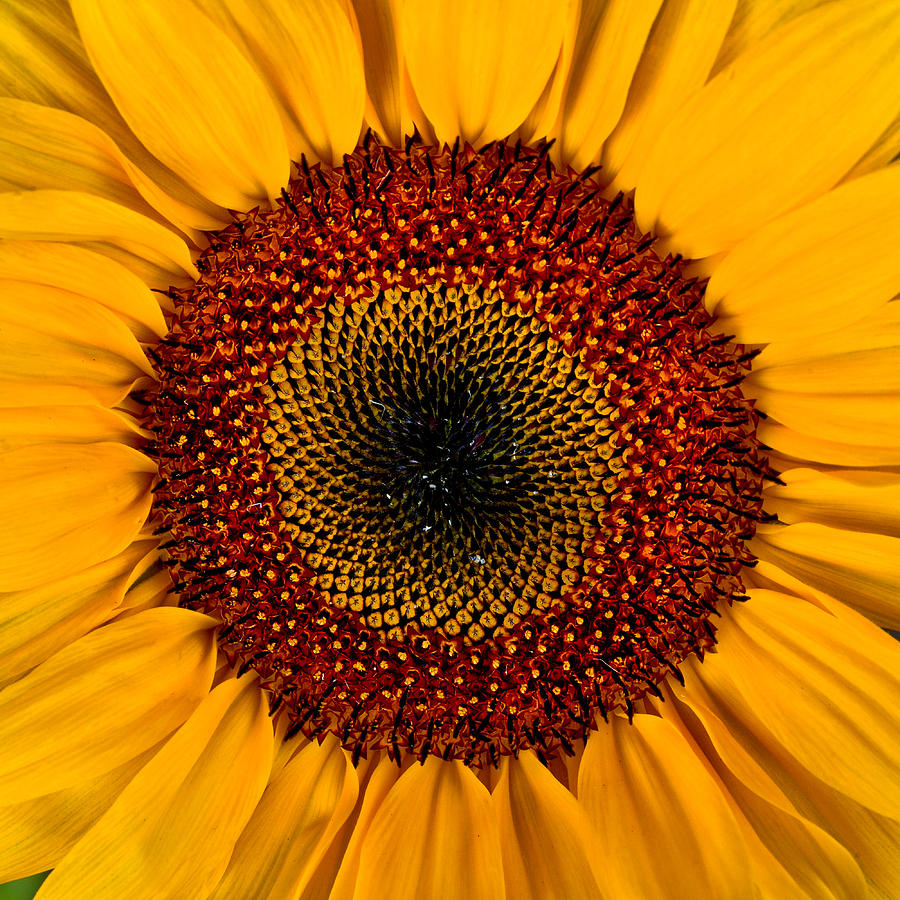 history-of-the-sunflower-nuseed-europe