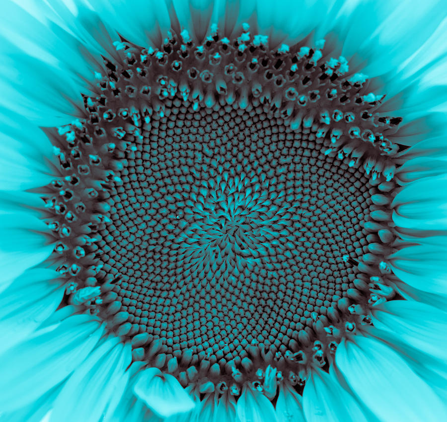 Sunflower Centered Aqua Blue Photograph by Terry DeLuco