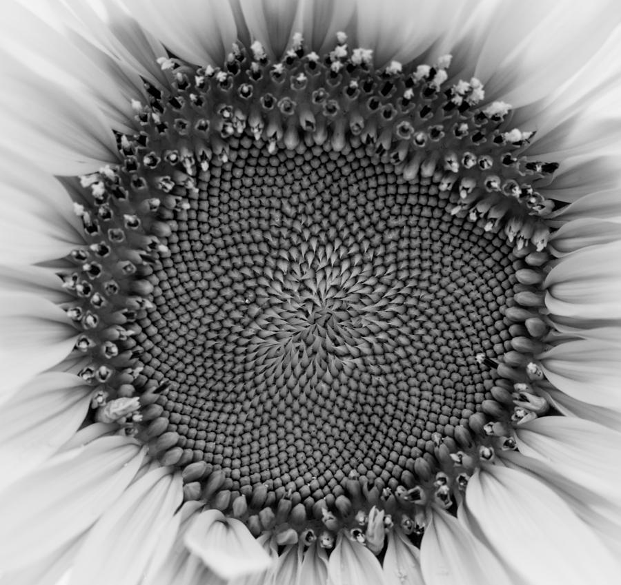 Sunflower Centered Black and White Photograph by Terry DeLuco