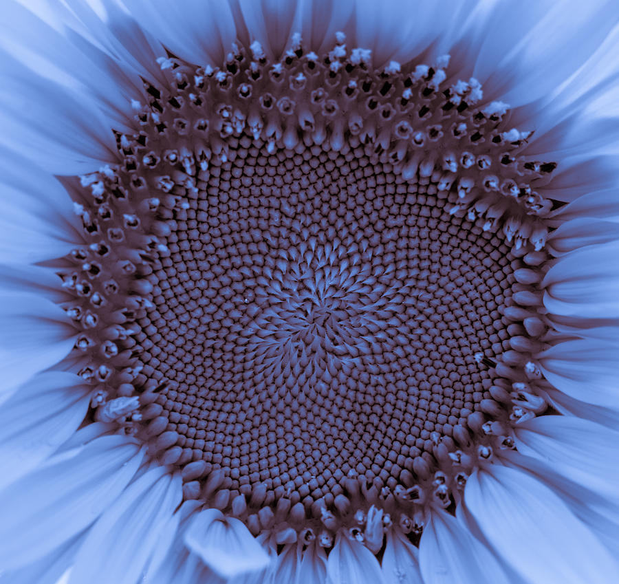 Sunflower Centered Blue Photograph by Terry DeLuco