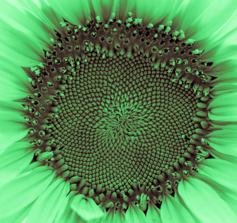Sunflower Centered Green Photograph by Terry DeLuco