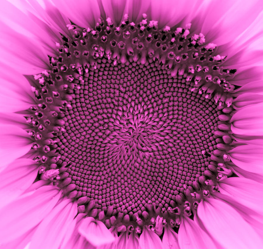 Sunflower Centered Pink Photograph by Terry DeLuco