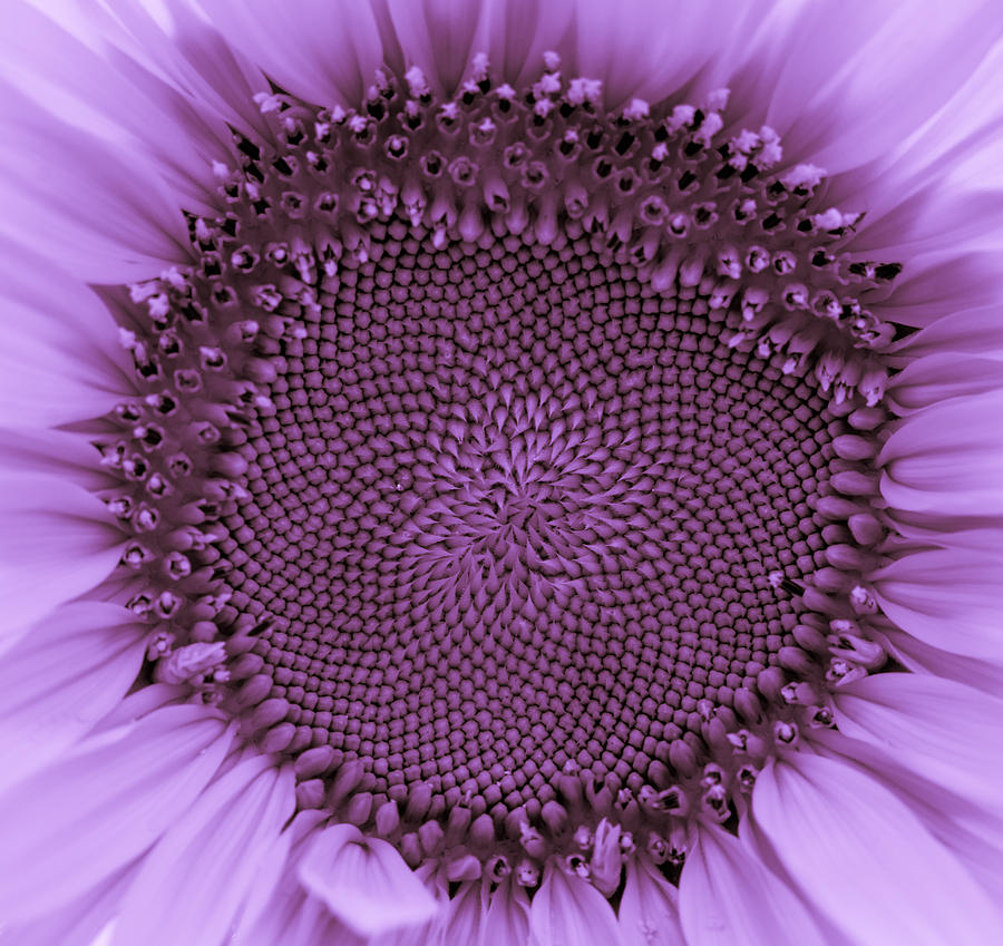 Sunflower Centered Purple Photograph by Terry DeLuco