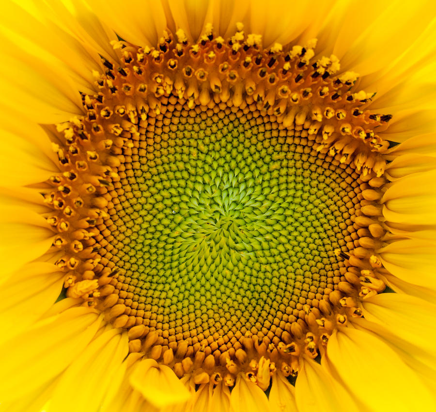 Sunflower Centered Photograph by Terry DeLuco