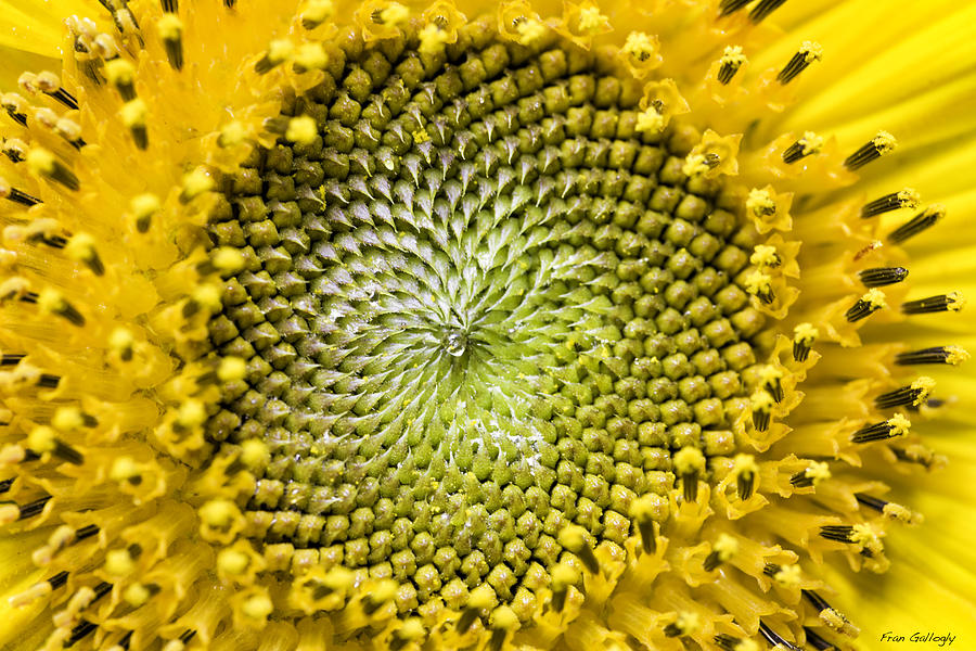 Sunflower Central Photograph by Fran Gallogly