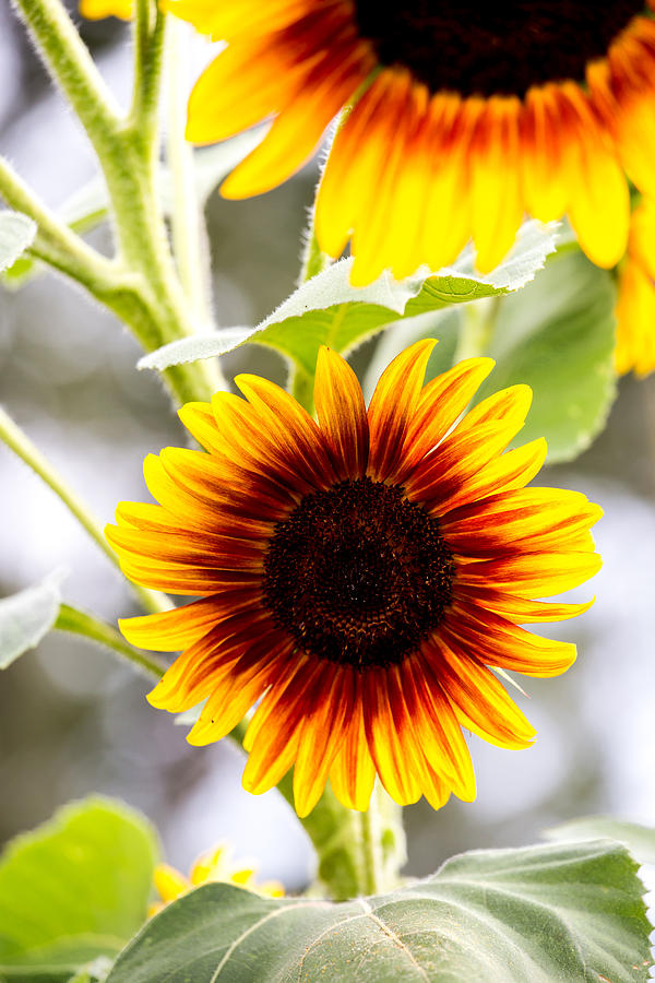 Sunflower Photograph by Charles Hite