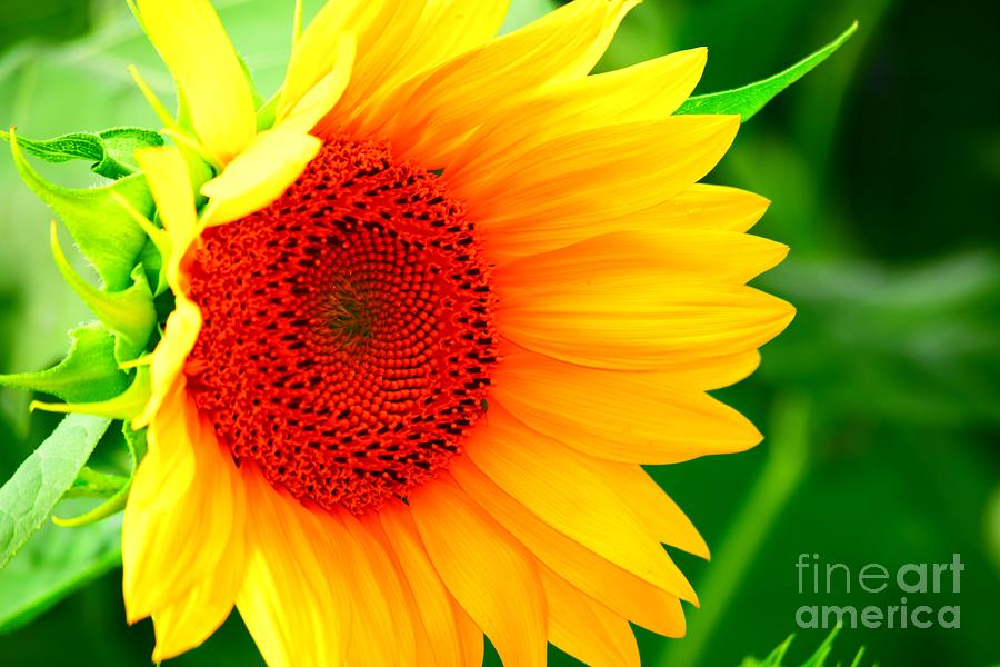 Sunflower Photograph - Sunflower Cheer by Becky Kurth