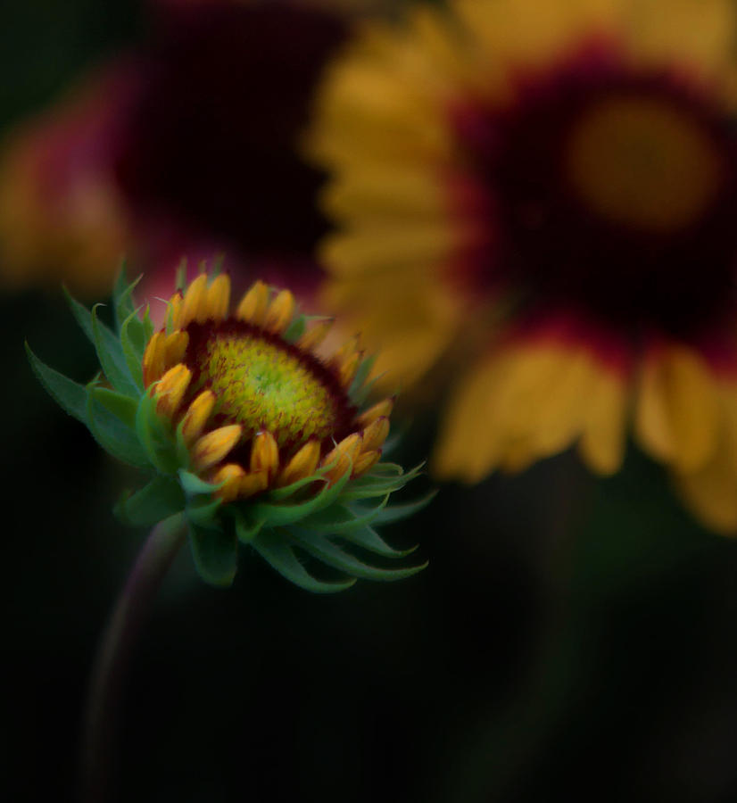 Sunflower Photograph by Cherie Duran