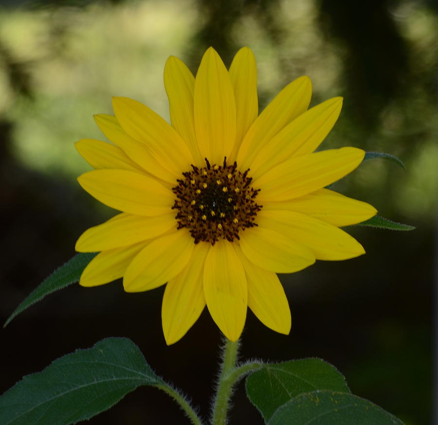 Sunflower Photograph by Cheryl Charette