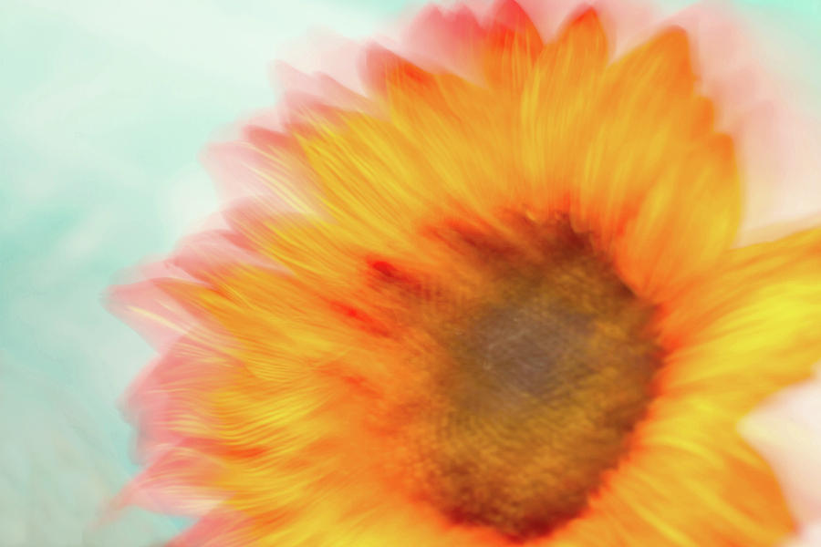 Sunflower Photograph by Cheryl Day