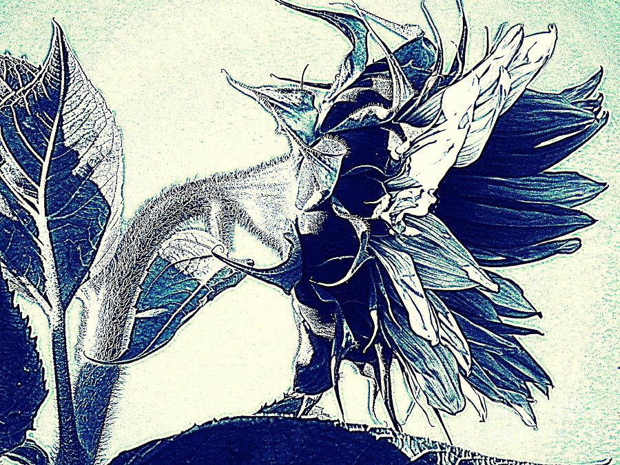 Sunflower - China Blue on White  Digital Art by Janine Riley