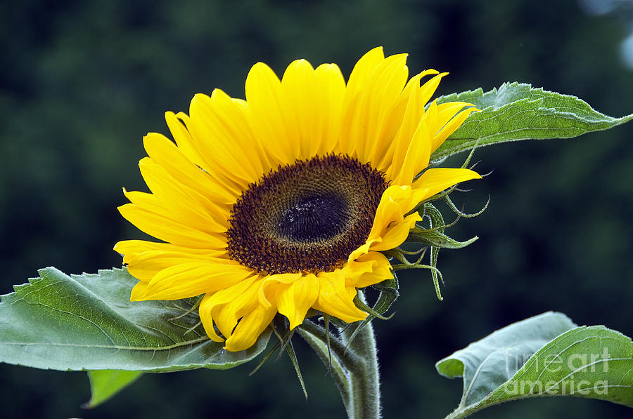 Flower Photograph - Sunflower by Compuinfoto 