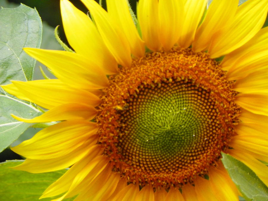 Sunflower Photograph by Christopher Burns | Fine Art America