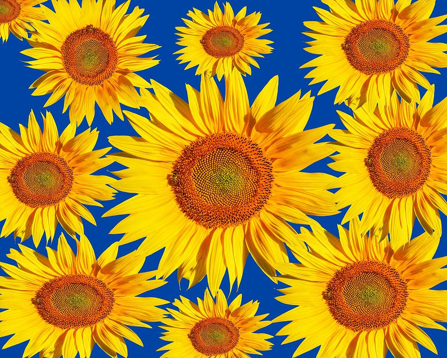 Sunflower Circle Digital Art by Roy Pedersen